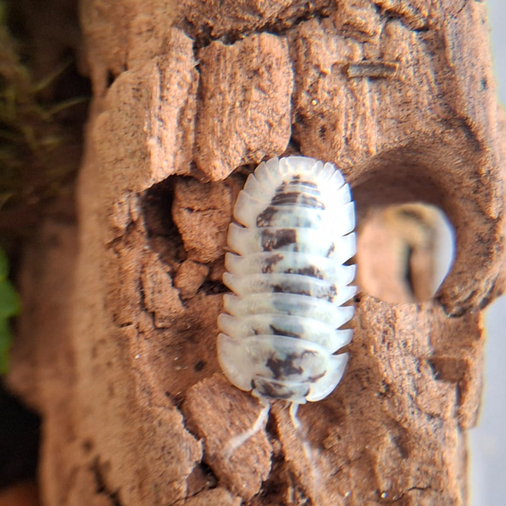 A close up of a Shiro Utsuri isopod. It is mainly white with small black patches. It has black eyes and white antennae