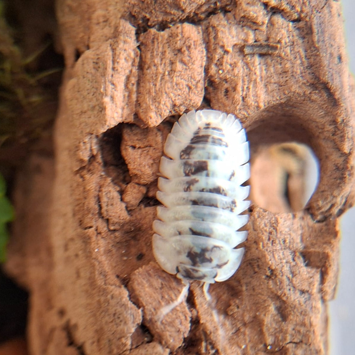 A close up of a Shiro Utsuri isopod. It is mainly white with small black patches. It has black eyes and white antennae