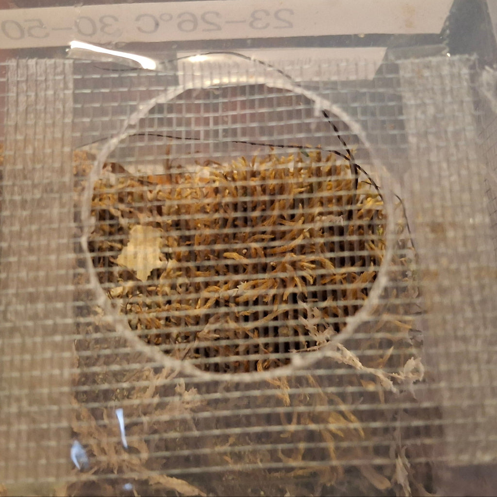 Self-Adhesive Ventilation Mesh 7cm