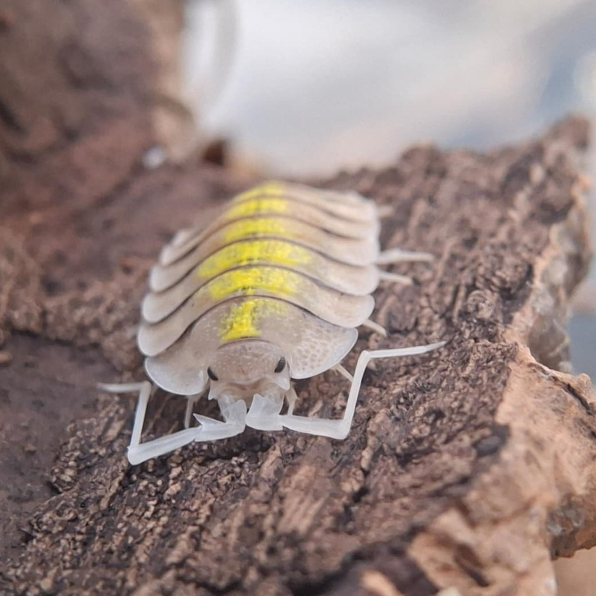 A close up of a Porcellio Bolivari Isopod. It is white, pale grey and bright yellow. It has black eyes and it's antennae are folded back.
