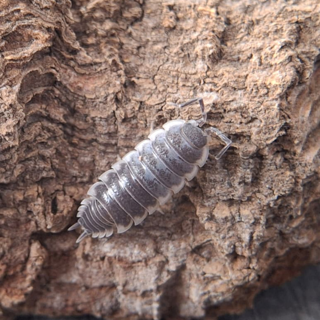 A close-up of a small juvenile gray Porcellio hoffmannseggii sevilla isopod on a textured piece of brown cork bark.