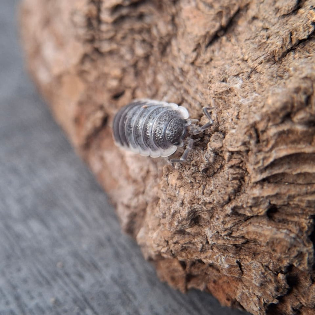A close-up photograph of a juvenile gray Porcellio hoffmannseggii sevilla isopod crawling on a textured piece of cork bark, set against a blurred gray background.