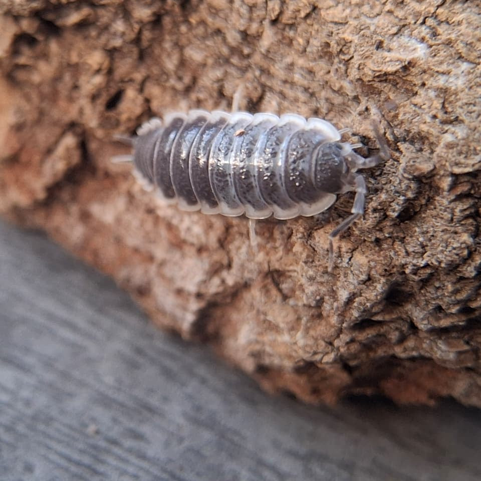 A close-up shot of  a small juvenile gray Porcellio hoffmannseggii sevilla isopod crawling on a textured piece of cork bark, with a blurred gray wood surface in the foreground.