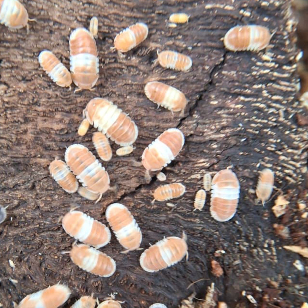 A group of adult and juvenile orange panda king isopods. They are orange and creamy white and are sitting on some wood bark.