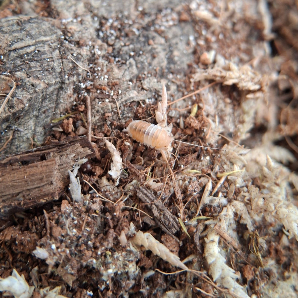 A juvenile Orange Panda King isopod. It is pale orange and white and is walking on wood and moss