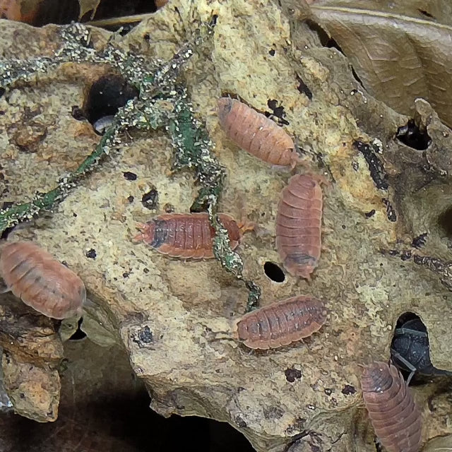 Porcellio Scaber 'Lava Morph' on cork