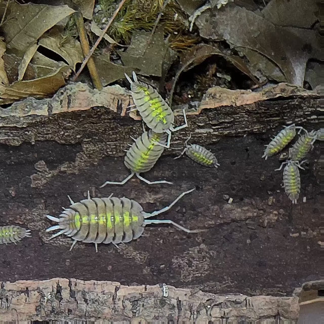 Porcellio Bolivari 'Yellow Ghost' Mature Female next to young adults and baby