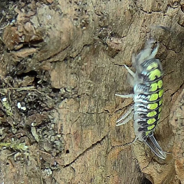 Porcellio Haasi 'High Yellow' on wood