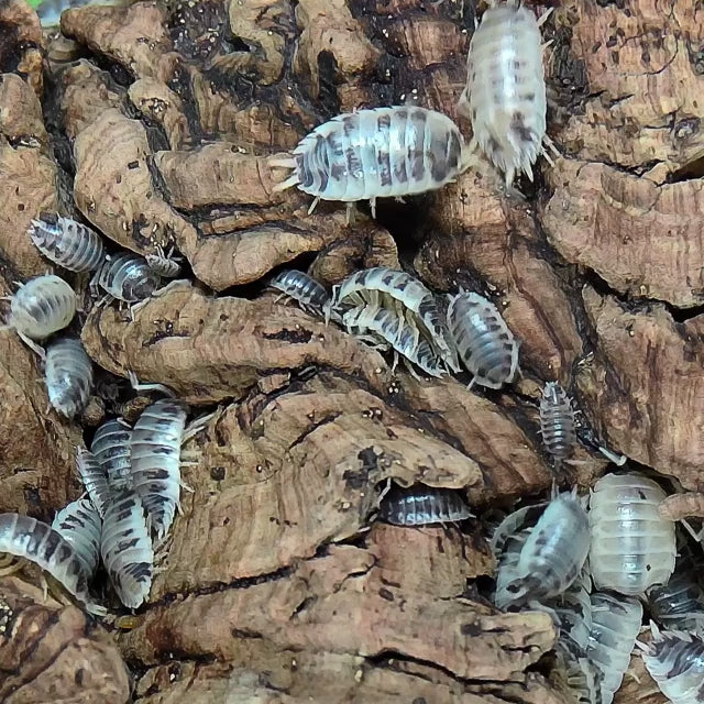 Porcellio Laevis 'Dairy Cow' walking on cork bark