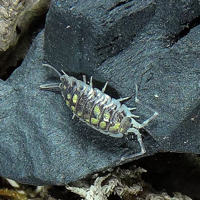 Porcellio Haasi 'High Yellow' on charcoal