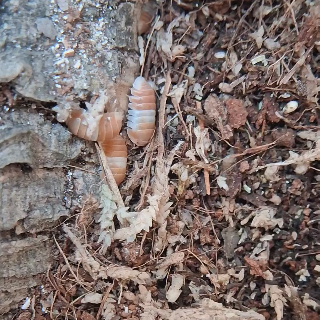 Cubaris sp. 'Panda King Orange' walking and hiding in the substrate square