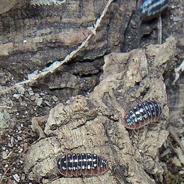 Armadillidium Klugii 'Slano Clown' chase though klugii canyon