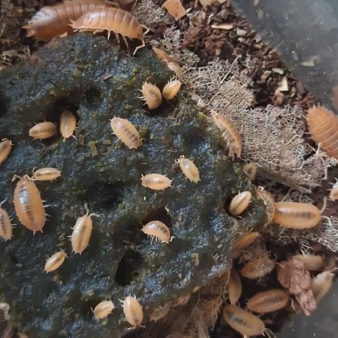 Porcelio laevis orange isopods on jelly
