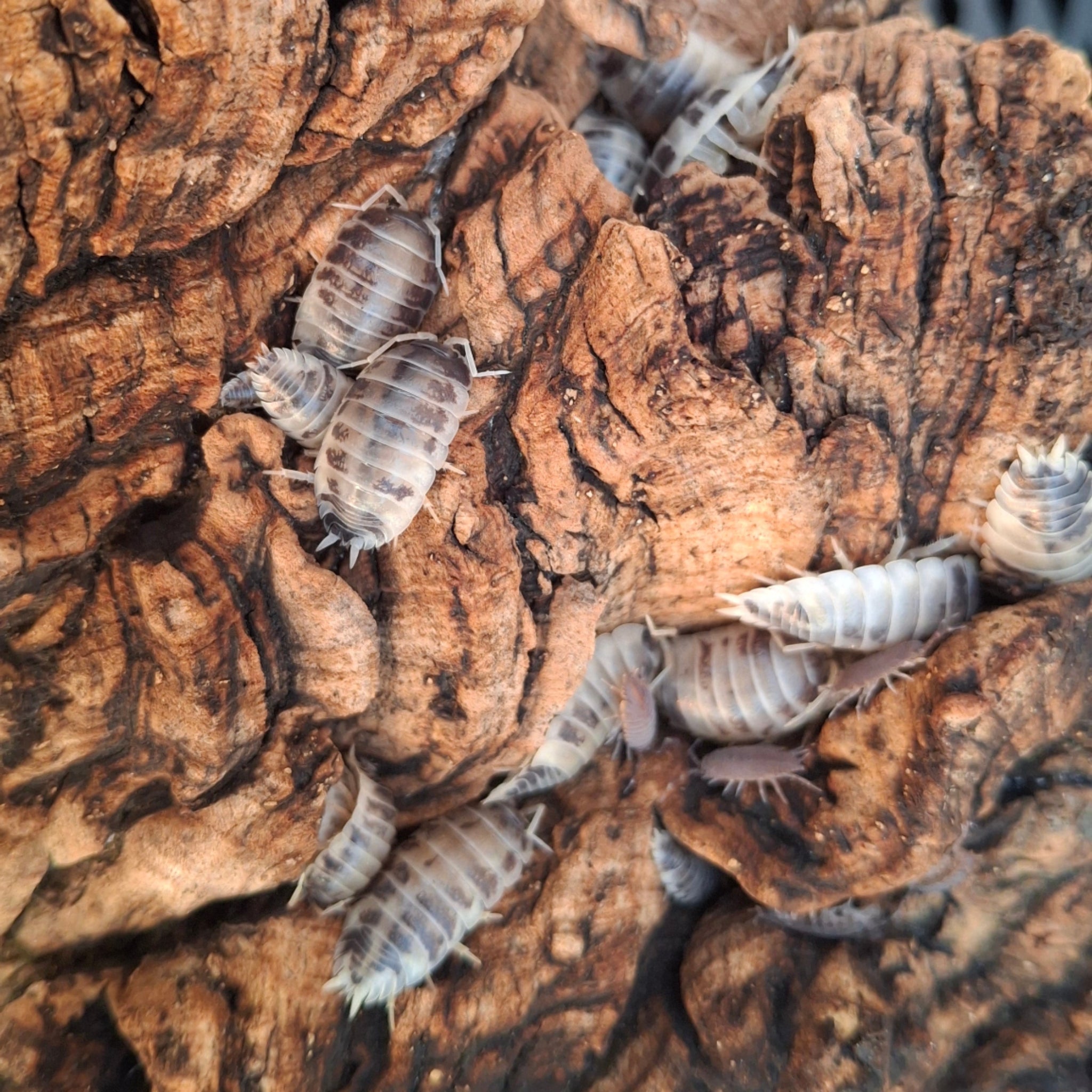 Porcellio Laevis 'Dairy Cow' Isopod