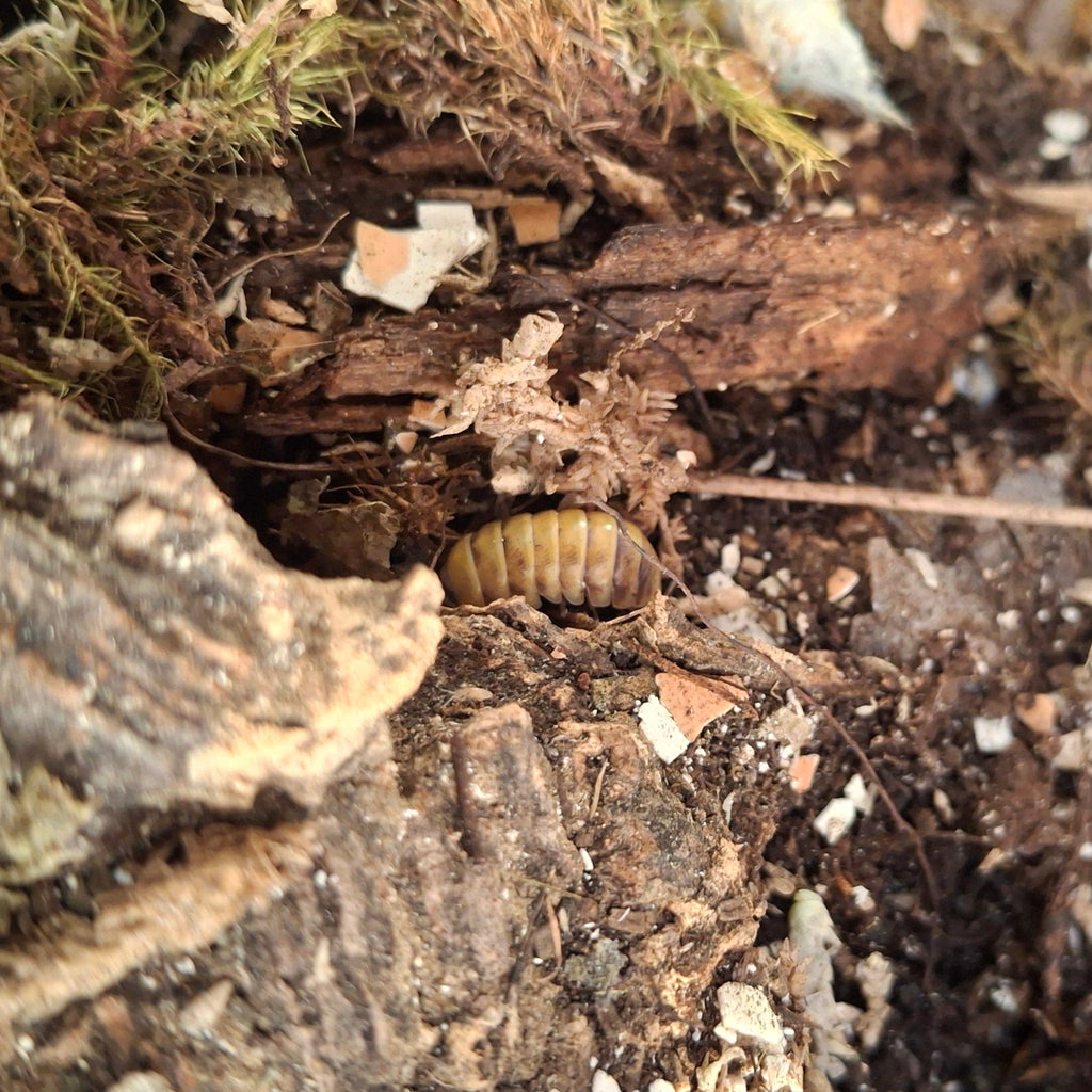 Armadillidium Badium 'High Yellow' Isopod