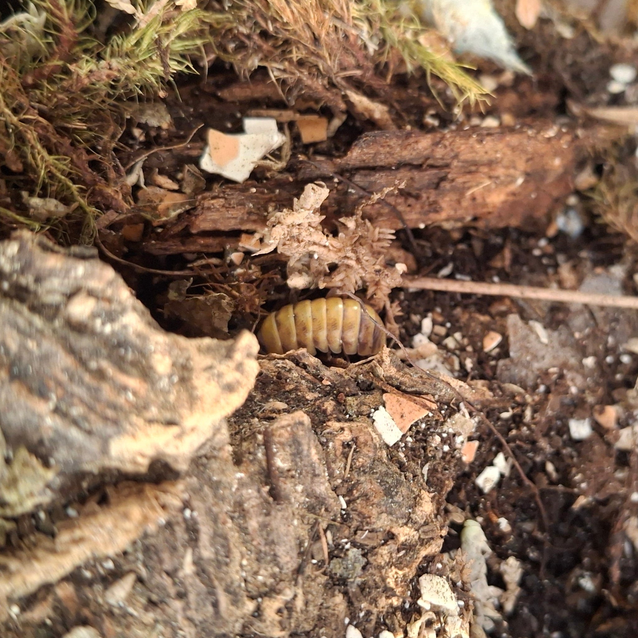 Armadillidium Badium 'High Yellow' Isopod
