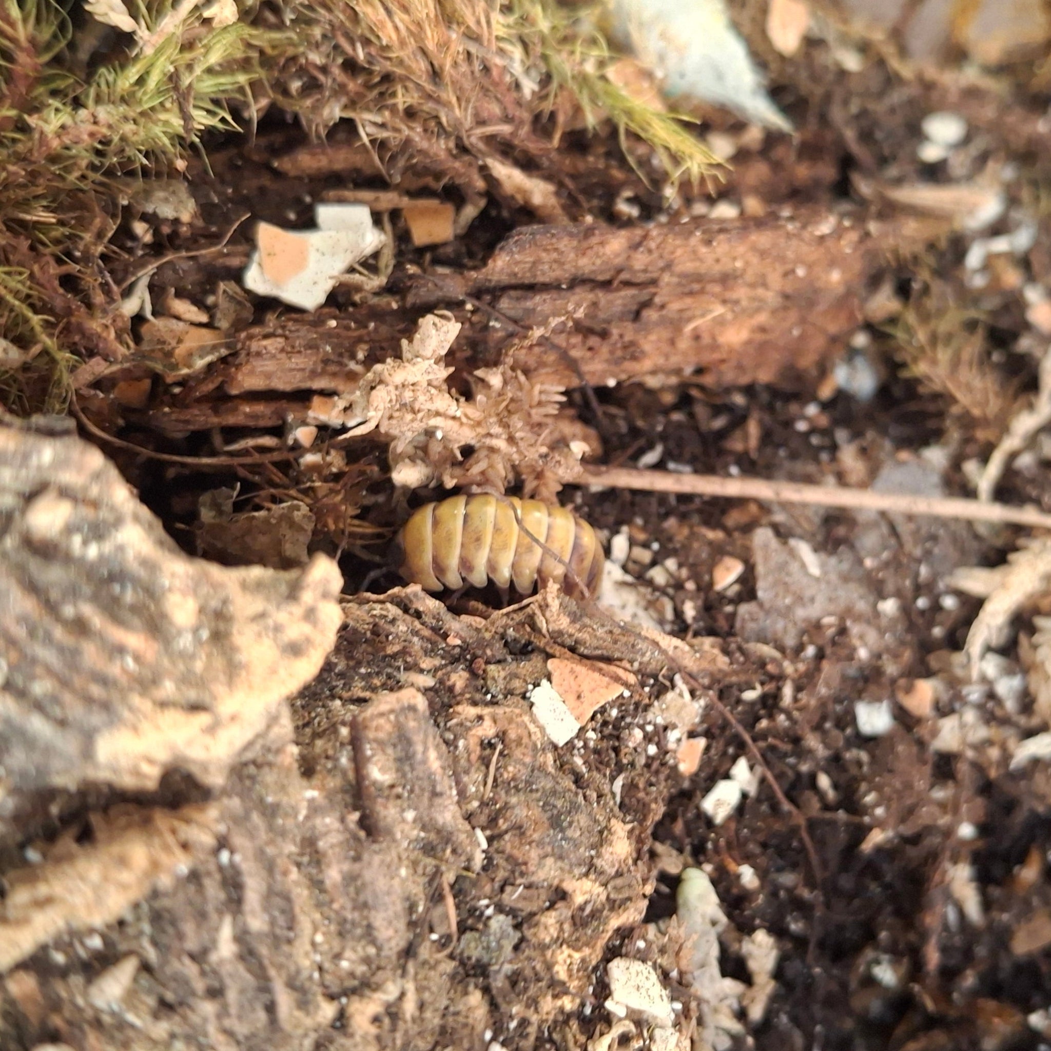 Armadillidium Badium 'High Yellow' Isopod