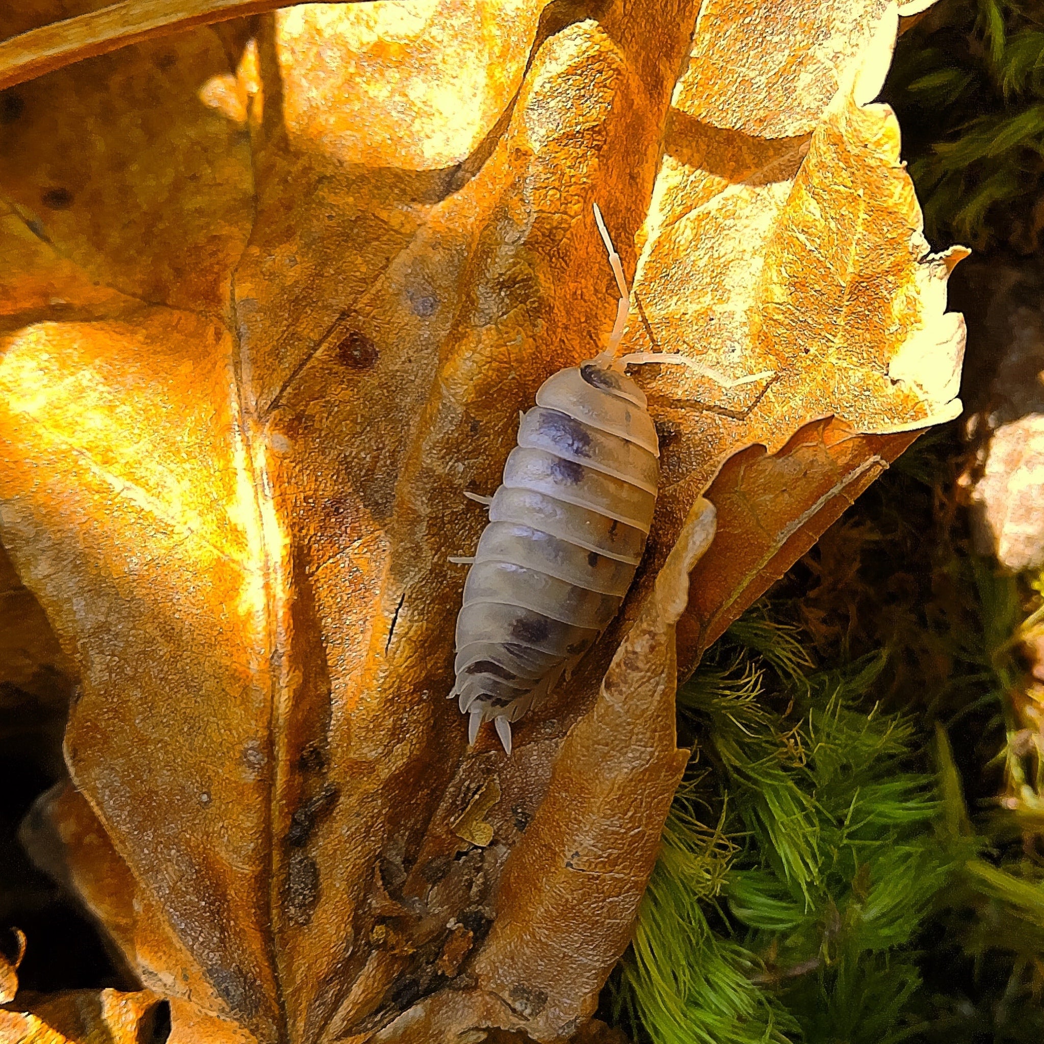 Porcellio Laevis 'Dairy Cow' Isopod