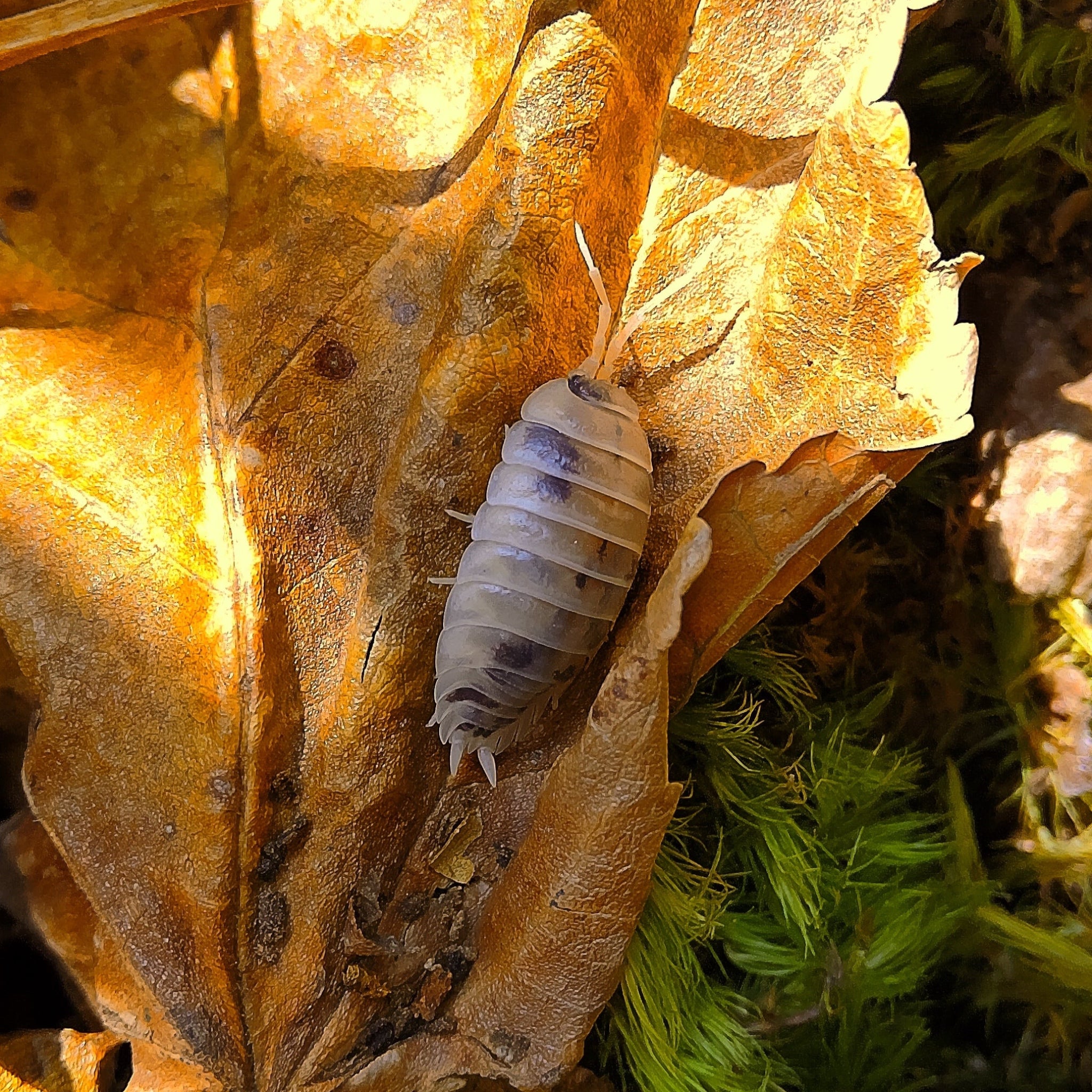 Porcellio Laevis 'Dairy Cow' Isopod