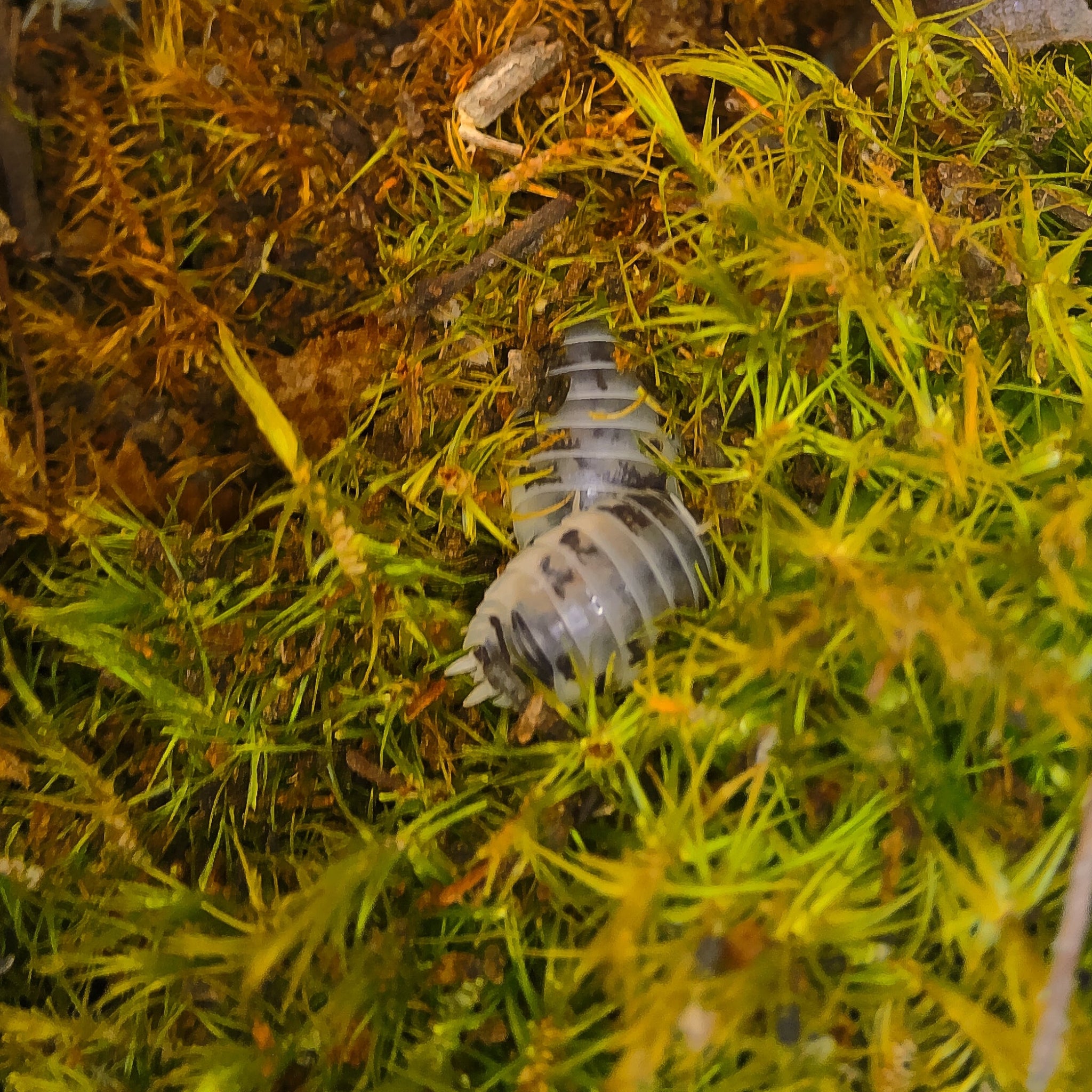 Porcellio Laevis 'Dairy Cow' Isopod