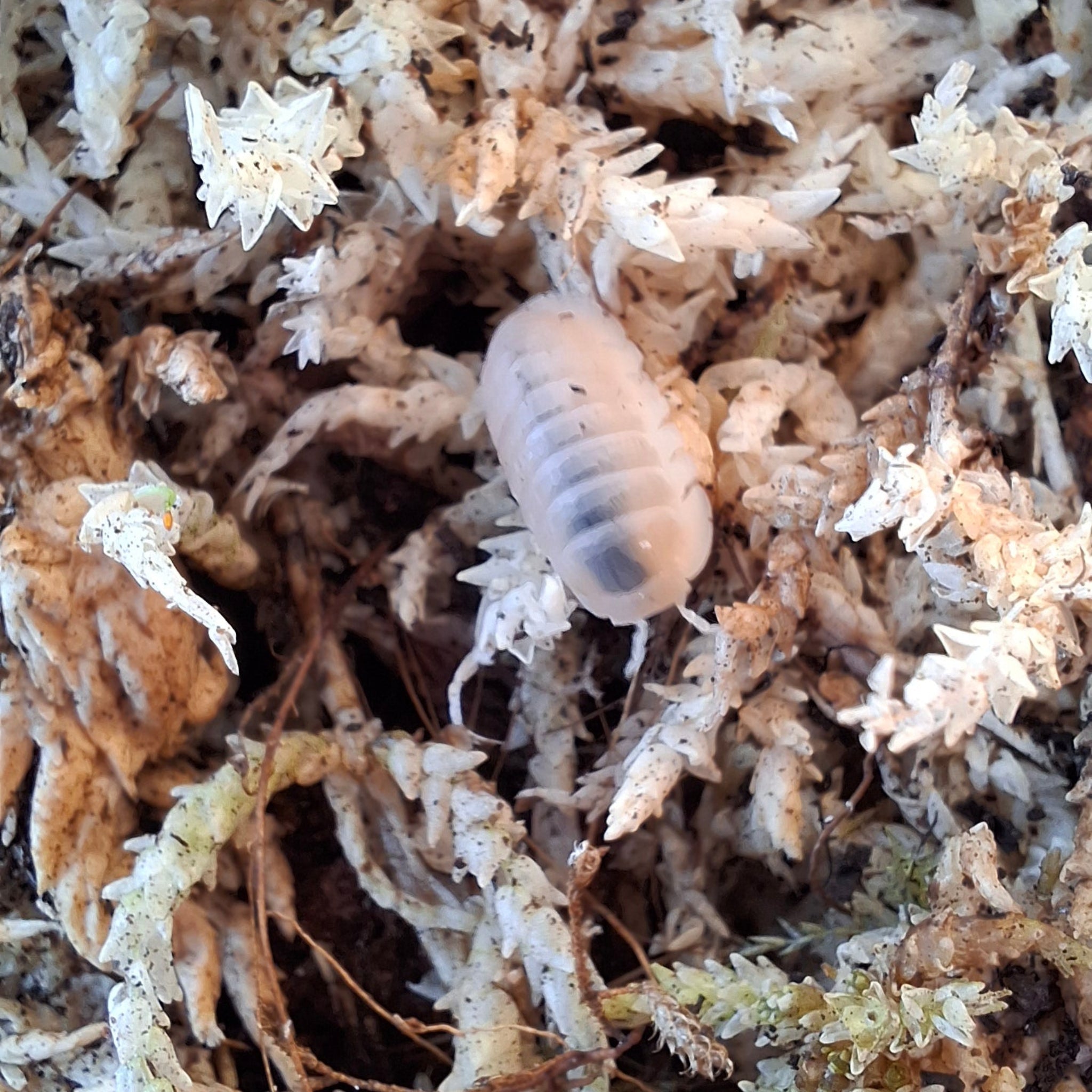 Cubaris Murina sp. 'Glacier' Isopod
