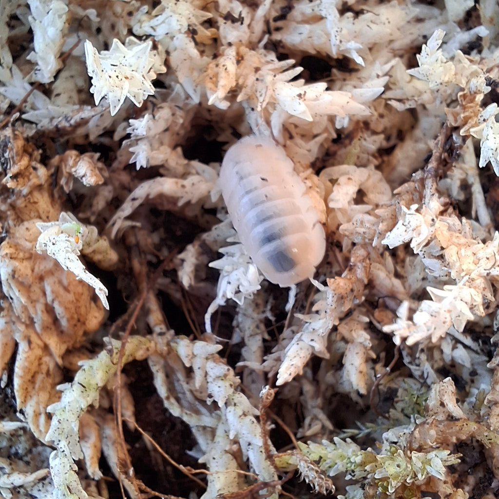 Cubaris Murina sp. 'Glacier' Isopod