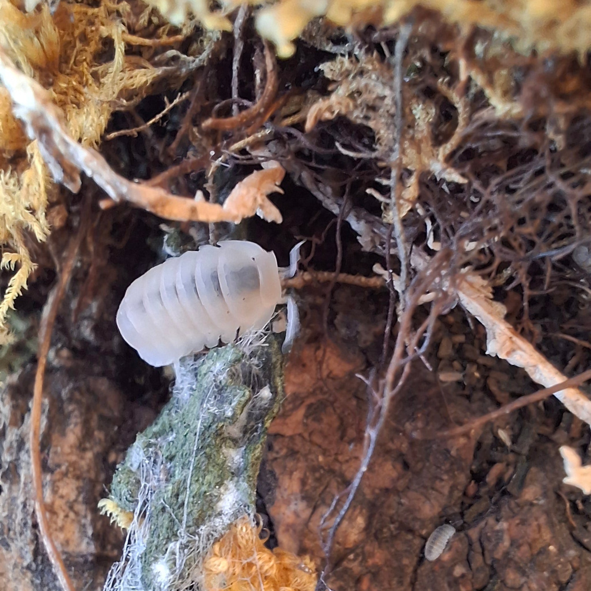 Cubaris Murina sp. 'Glacier' Isopod