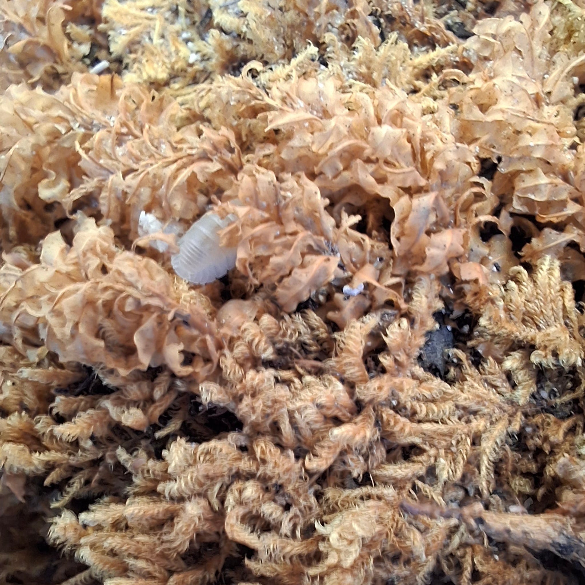 Cubaris Murina sp. 'Glacier' Isopod