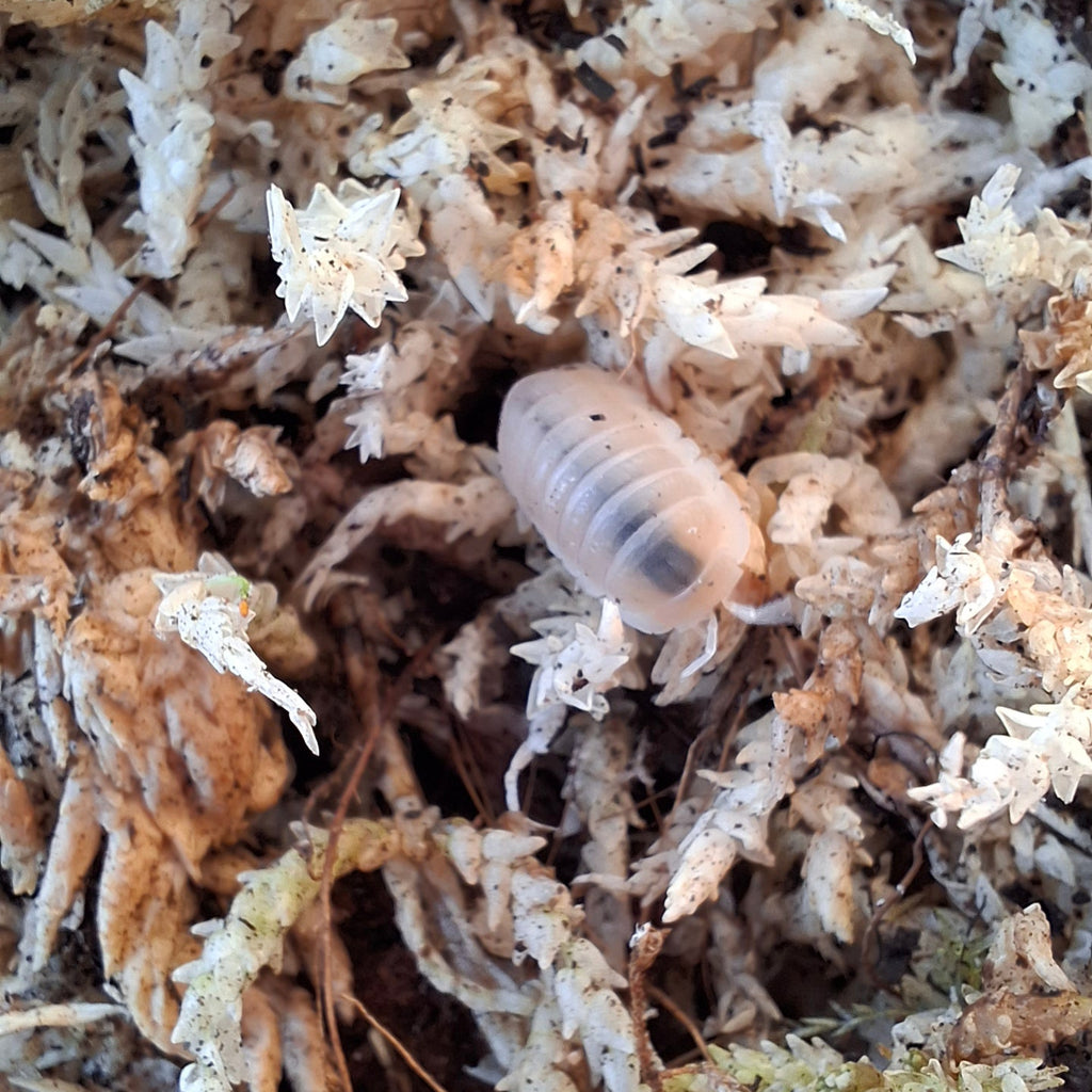 Cubaris Murina sp. 'Glacier' Isopod