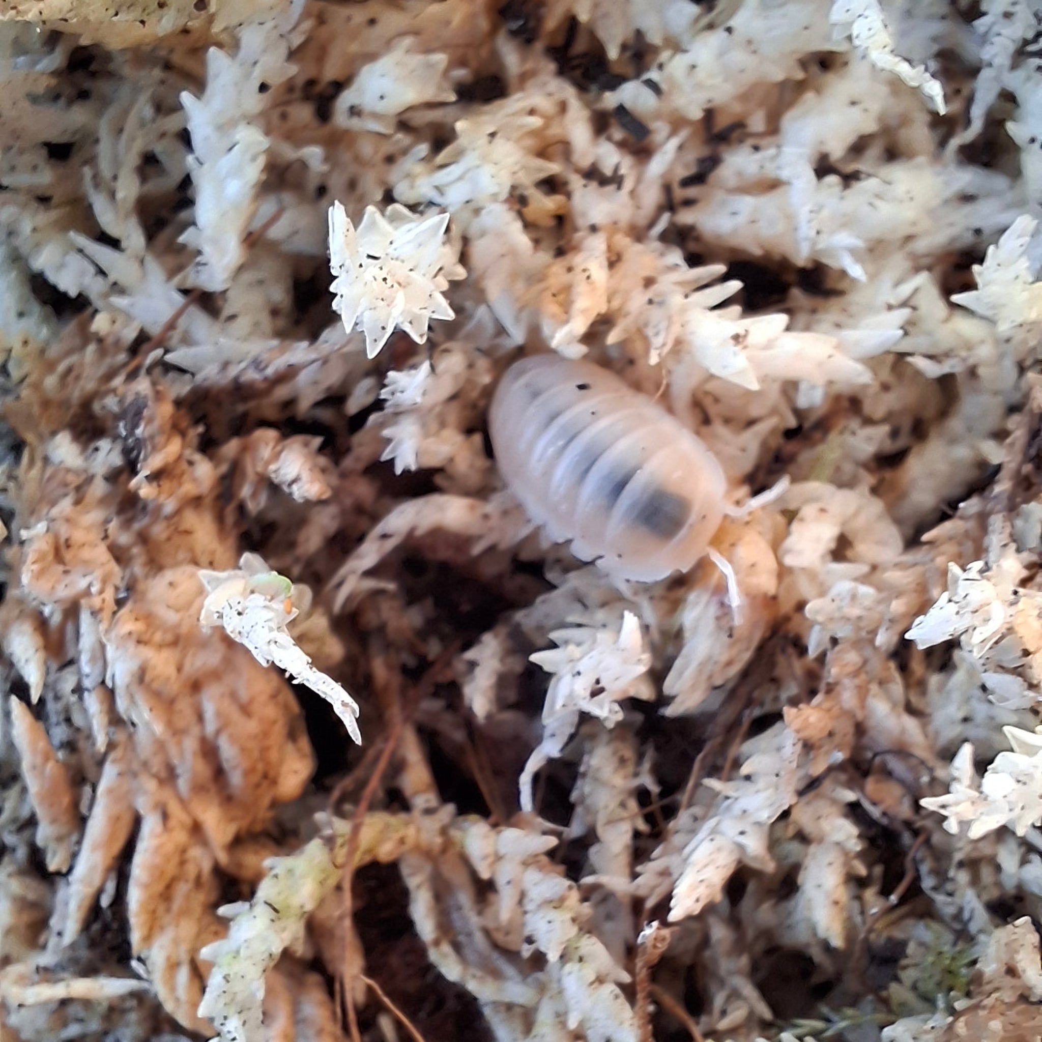 Cubaris Murina sp. 'Glacier' Isopod