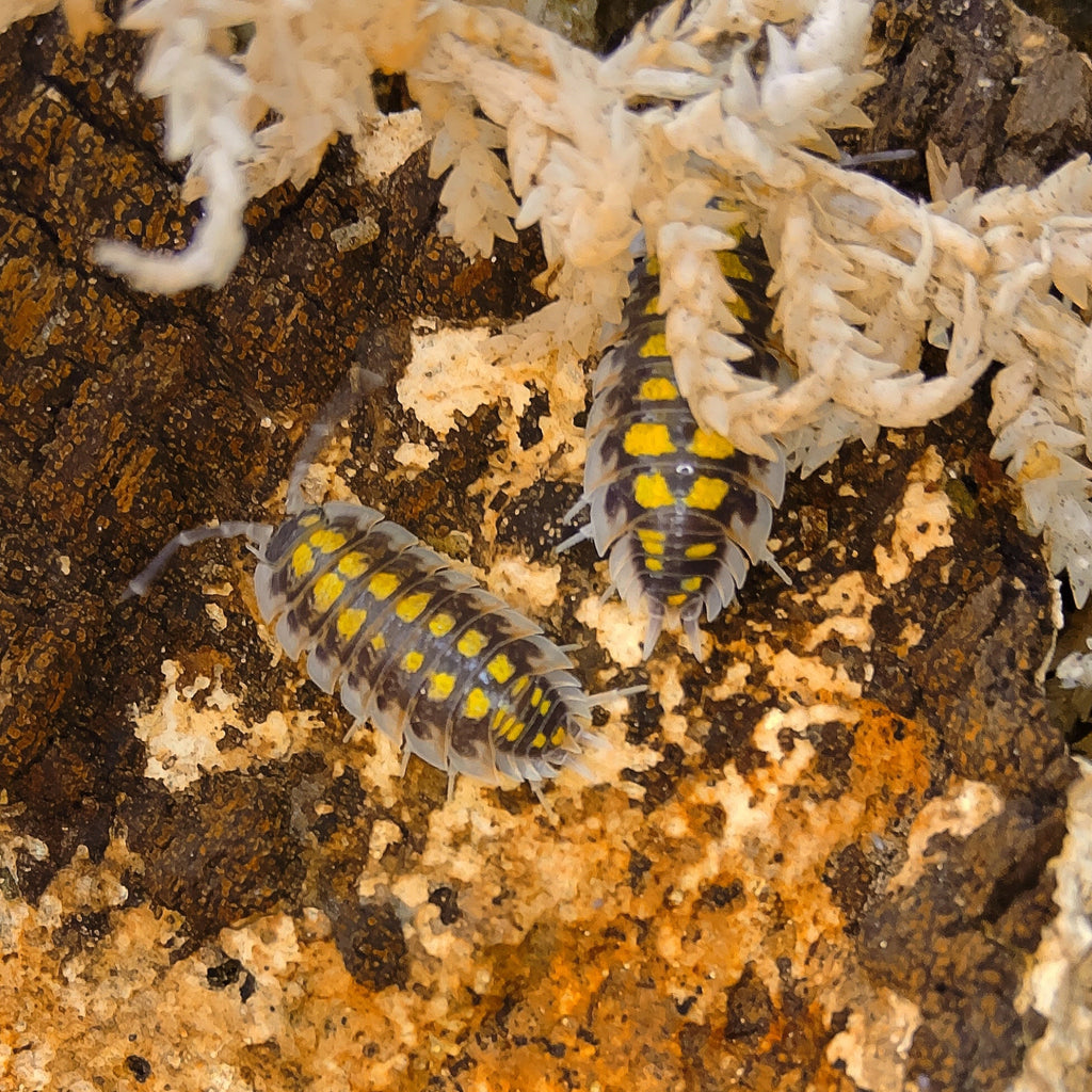 Porcellio Haasi 'High Yellow' Isopod
