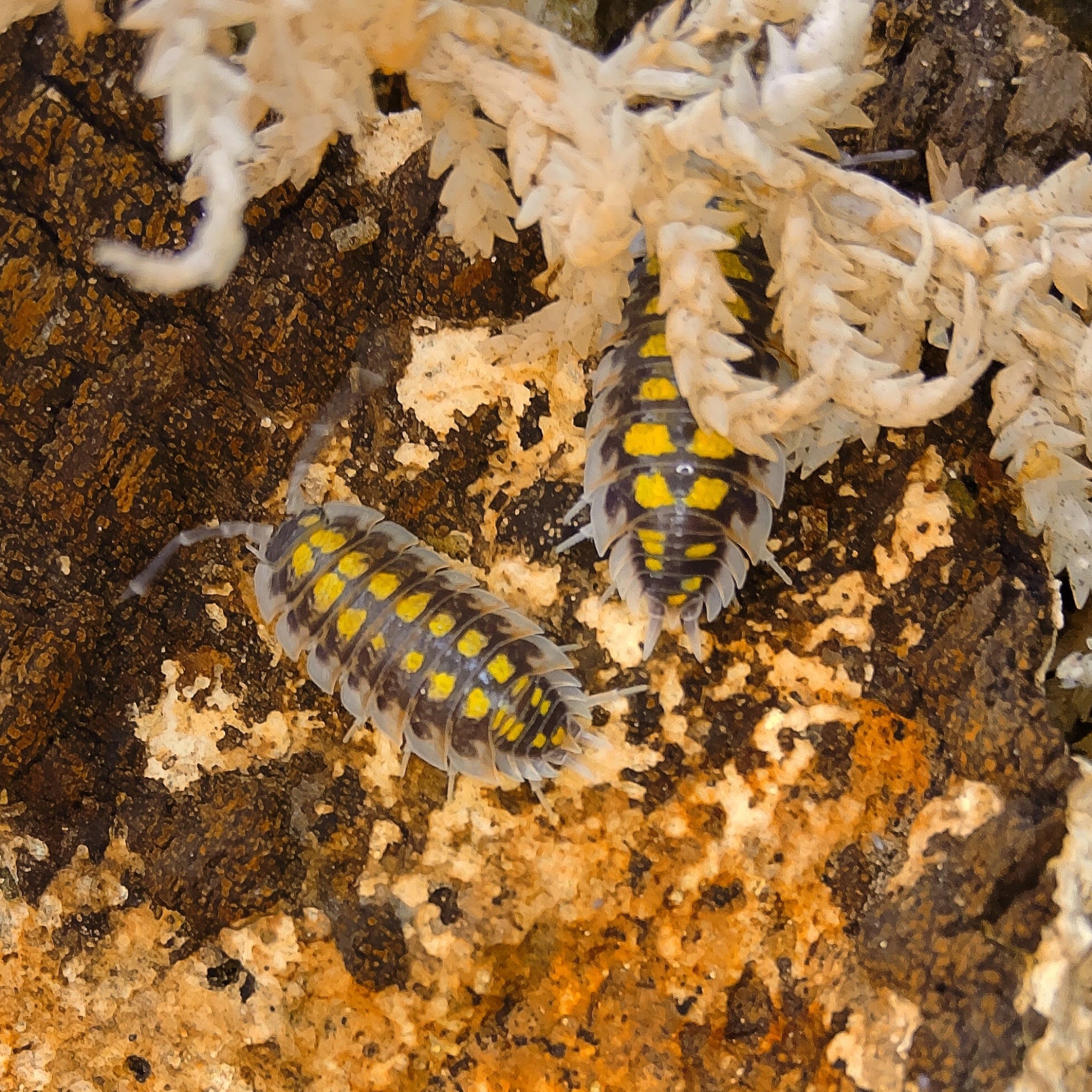 Porcellio Haasi 'High Yellow' Isopod