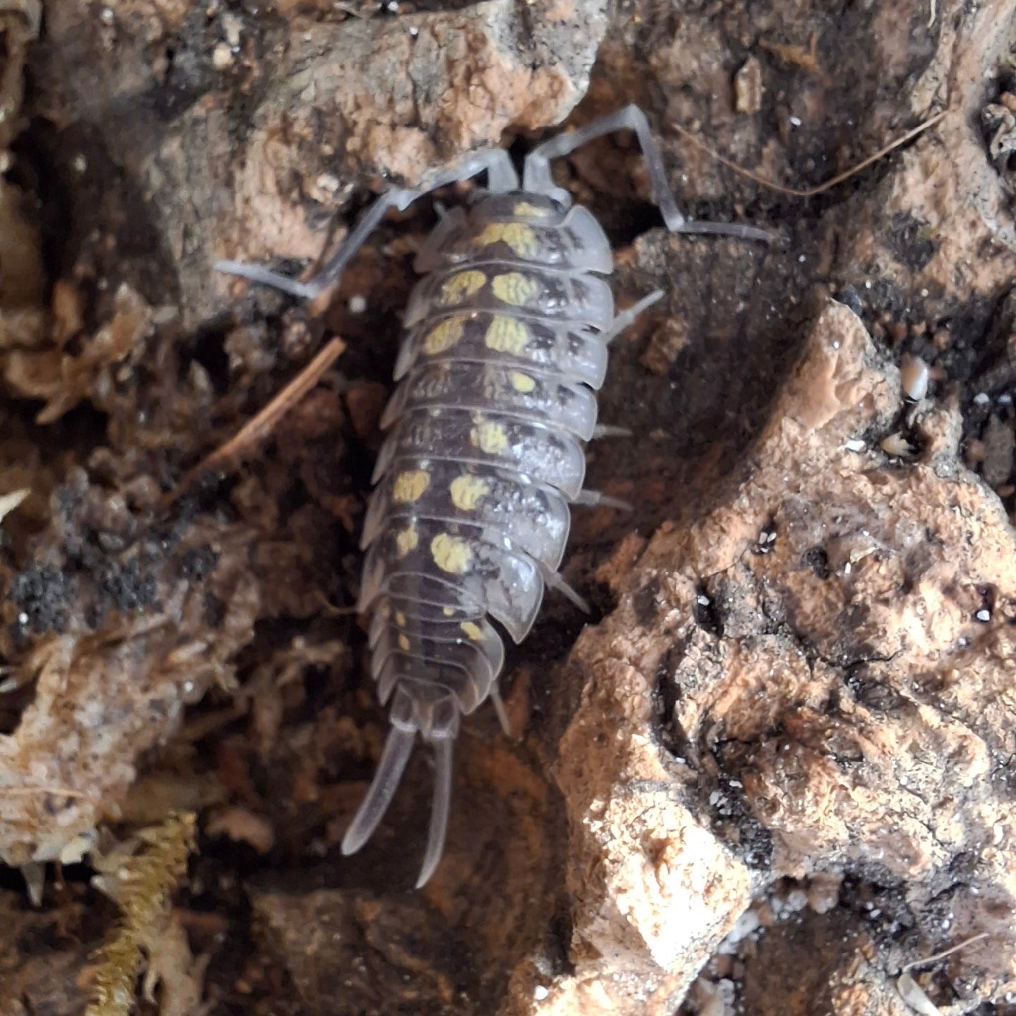Porcellio Haasi 'High Yellow' Isopod