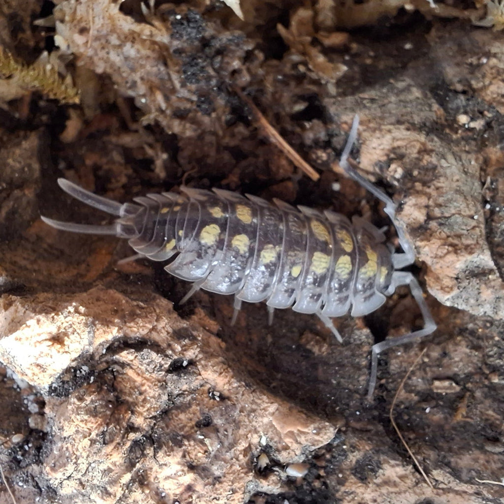 Porcellio Haasi 'High Yellow' Isopod