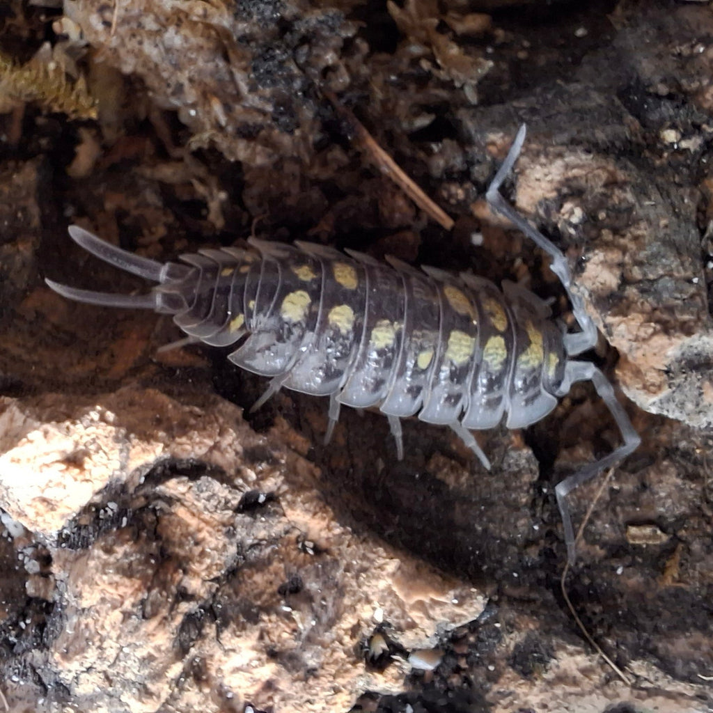 Porcellio Haasi 'High Yellow' Isopod
