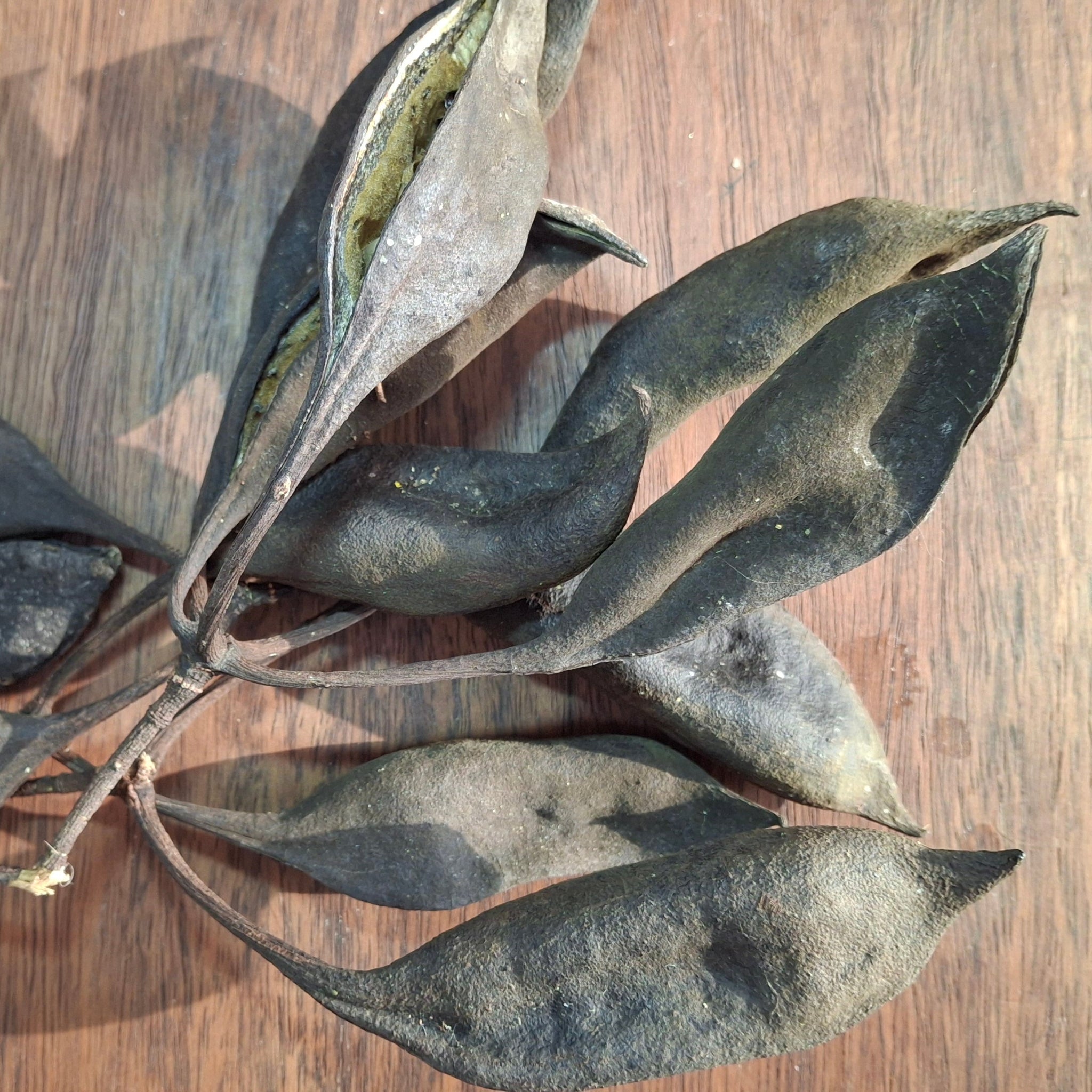 Illawarra Flame Tree Pods