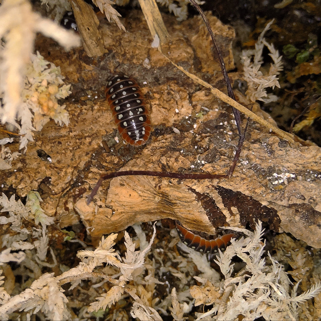 Armadillidium Klugii 'Slano Clown' Isopods