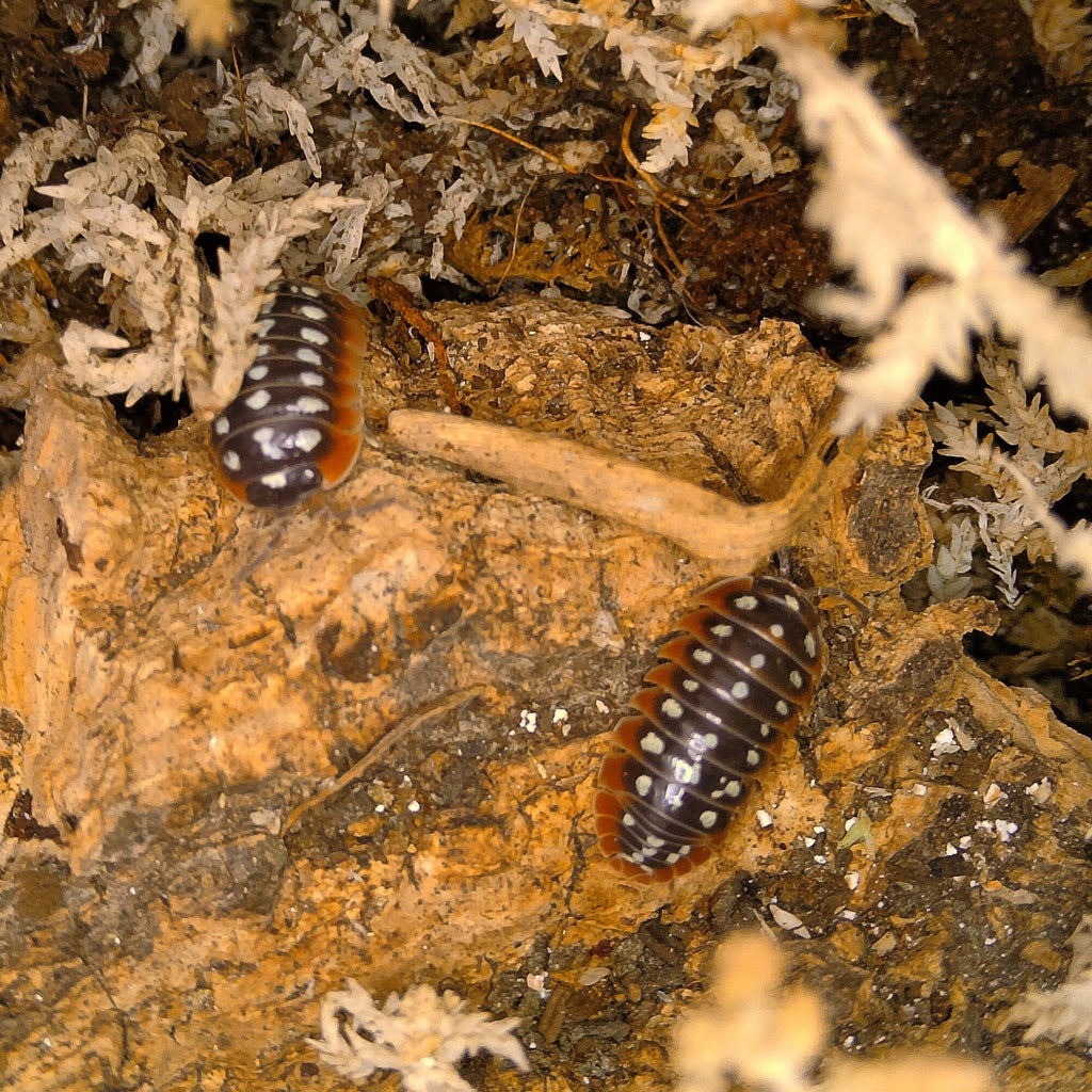 Armadillidium Klugii 'Slano Clown' Isopods