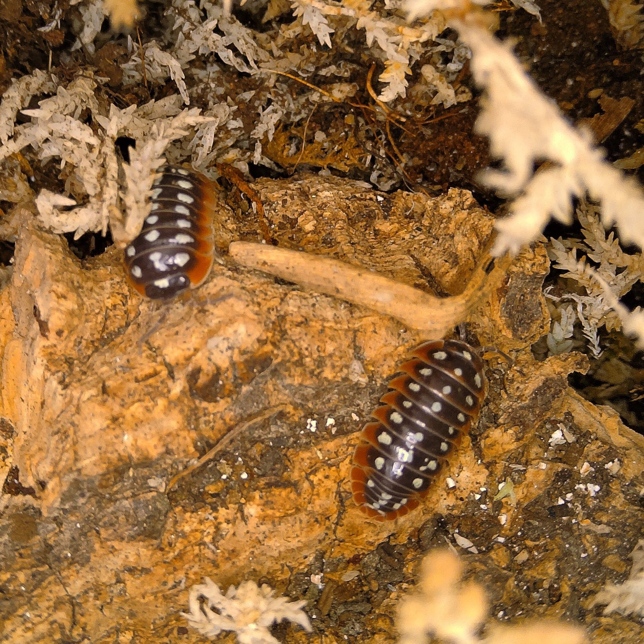 Armadillidium Klugii 'Slano Clown' Isopods