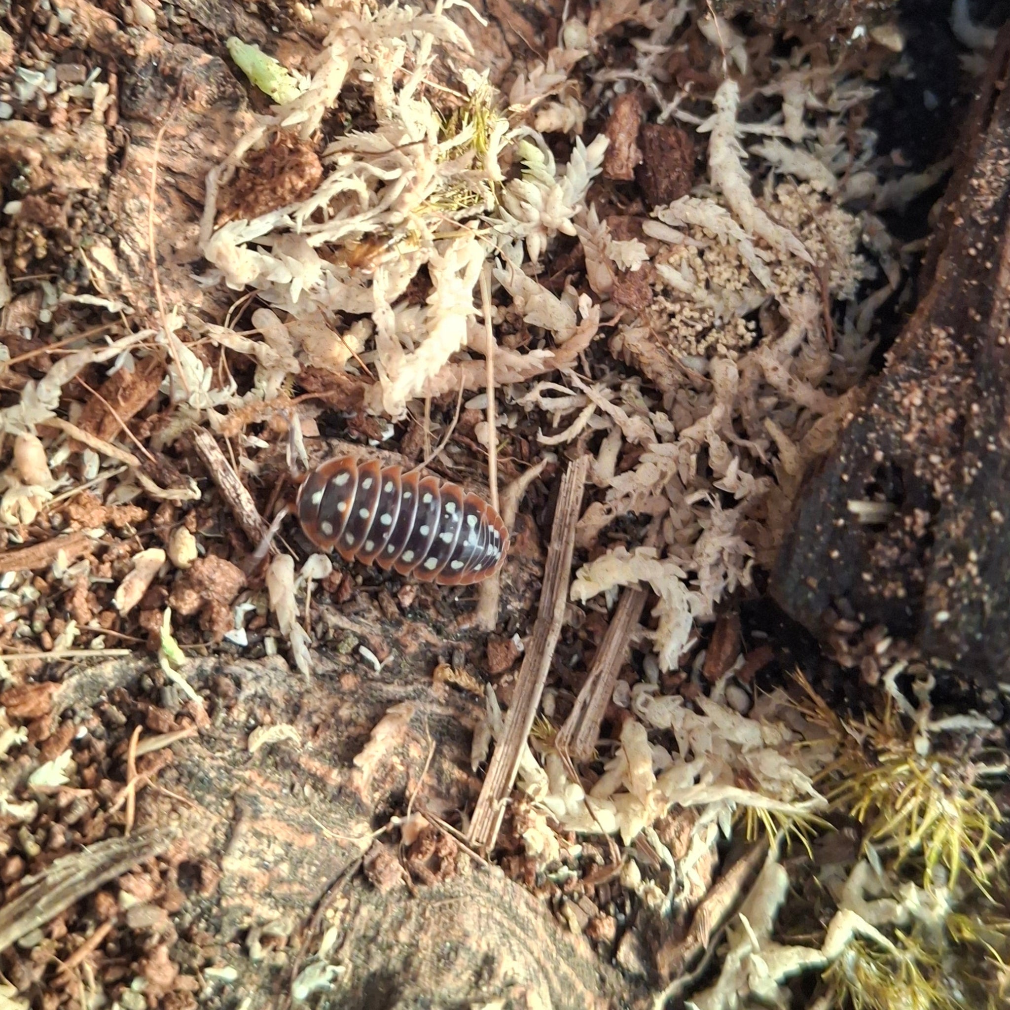 Armadillidium Klugii 'Slano Clown' Isopods