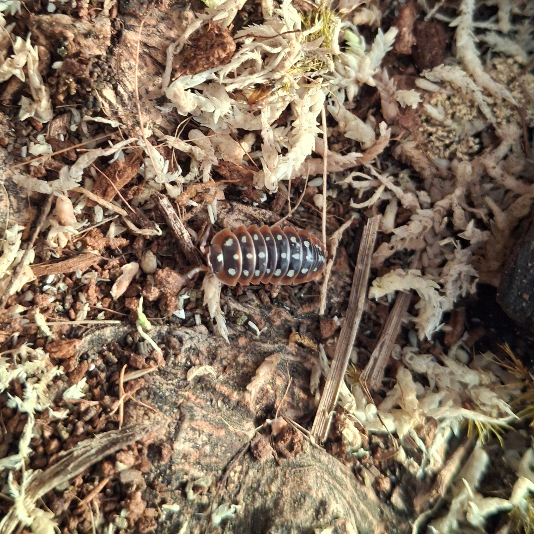 Armadillidium Klugii 'Slano Clown' Isopods
