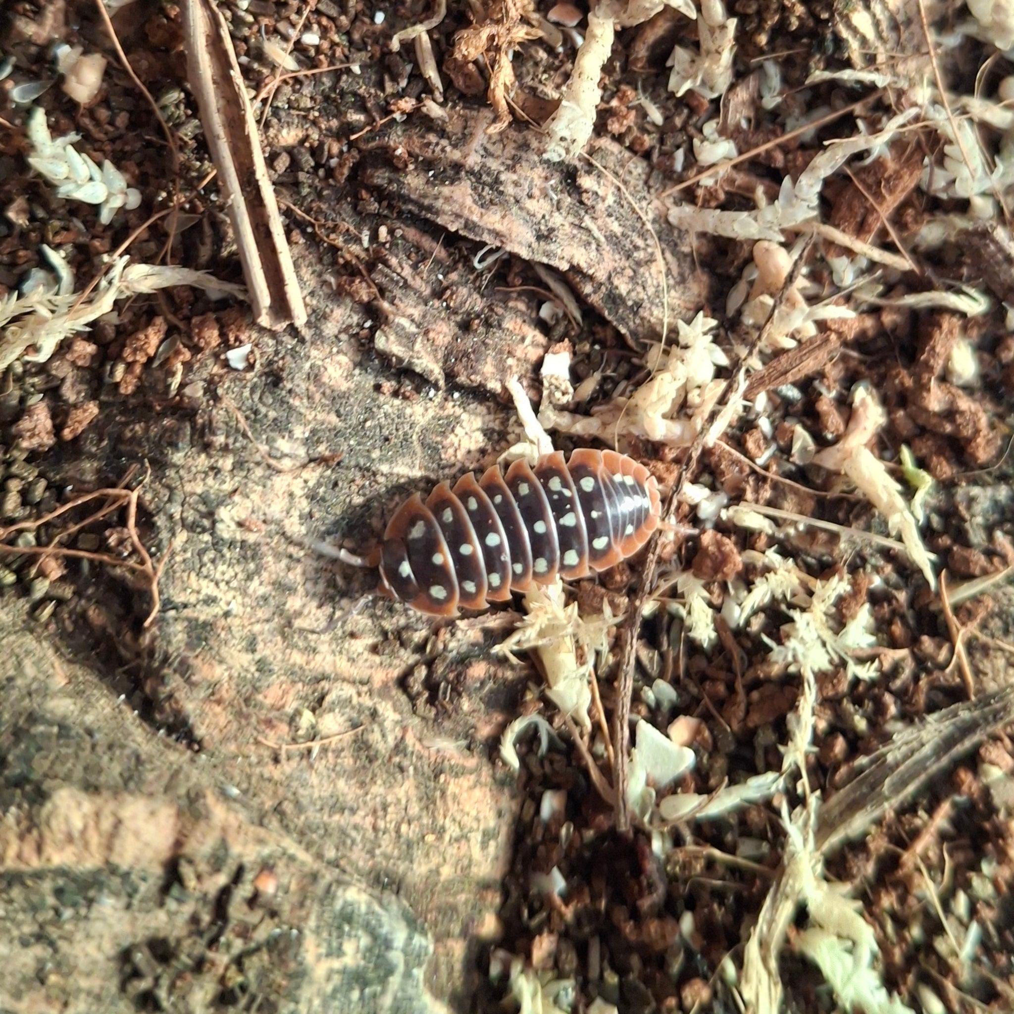 Armadillidium Klugii 'Slano Clown' Isopods