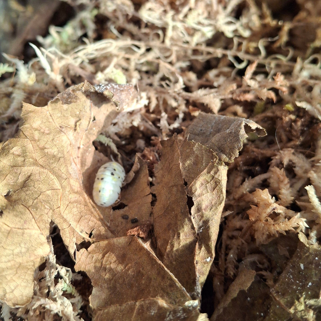 Armadillidium Vulgare 'Magic Potion' Isopod