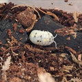 Armadillidium Vulgare 'Magic Potion' Isopod