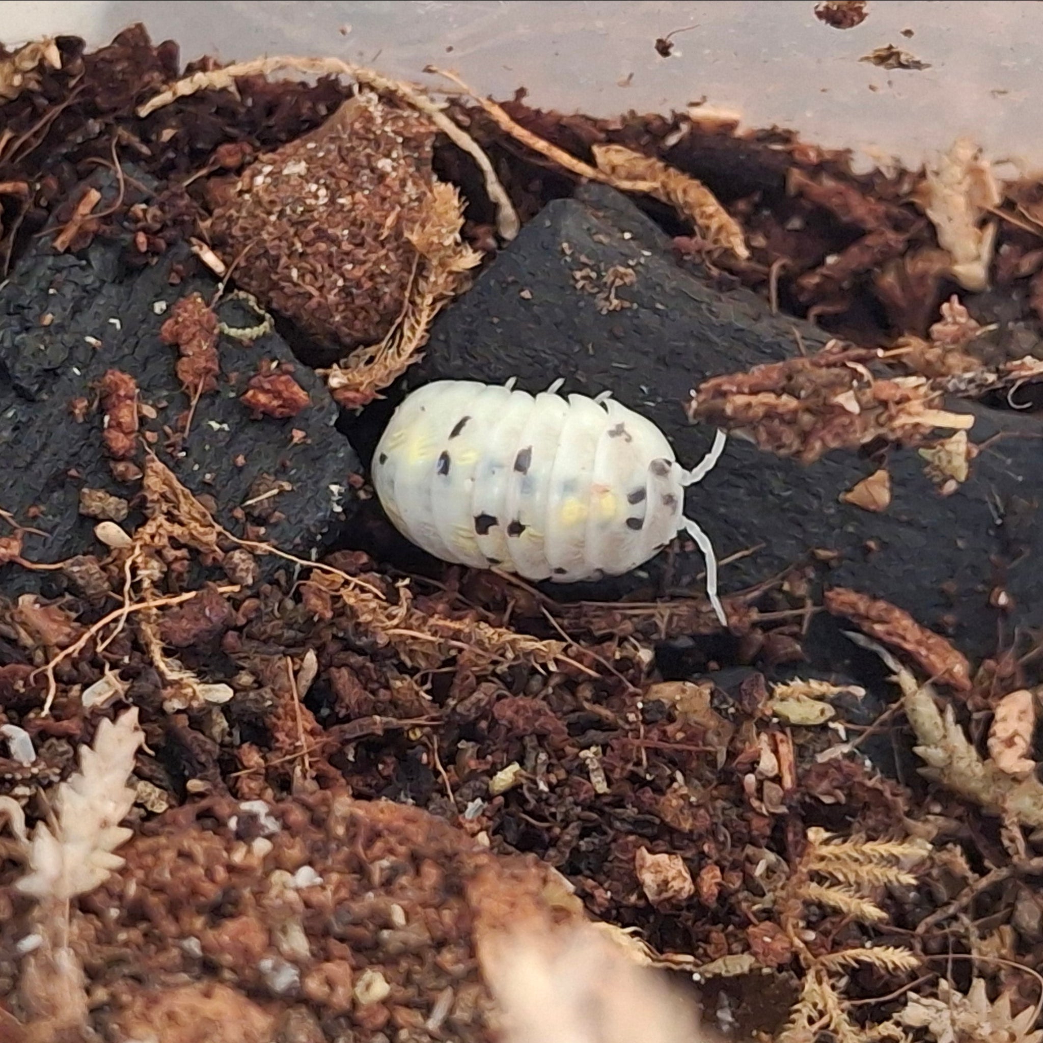 Armadillidium Vulgare 'Magic Potion' Isopod