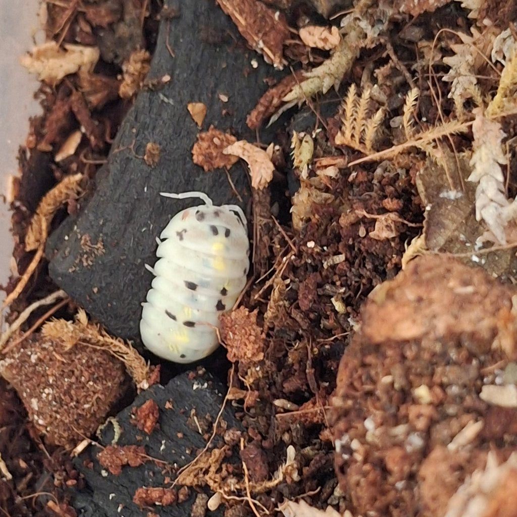 Armadillidium Vulgare 'Magic Potion' Isopod