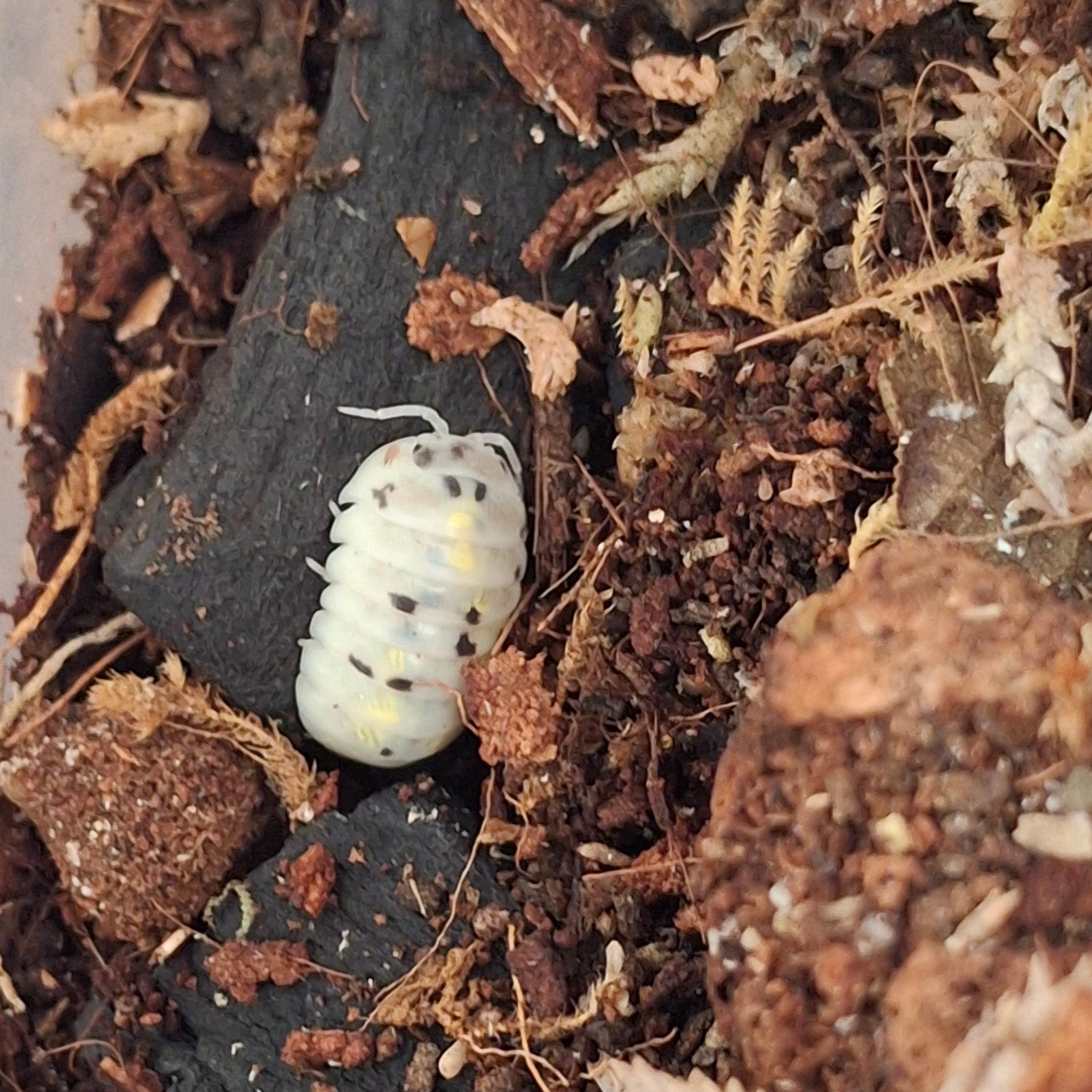 Armadillidium Vulgare 'Magic Potion' Isopod