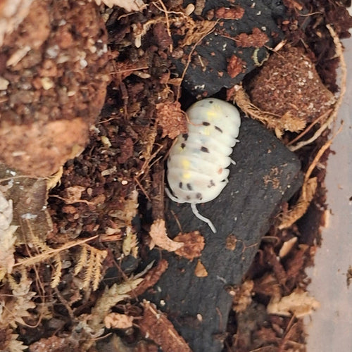 Armadillidium Vulgare 'Magic Potion' Isopod