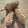 Magnolia Cone