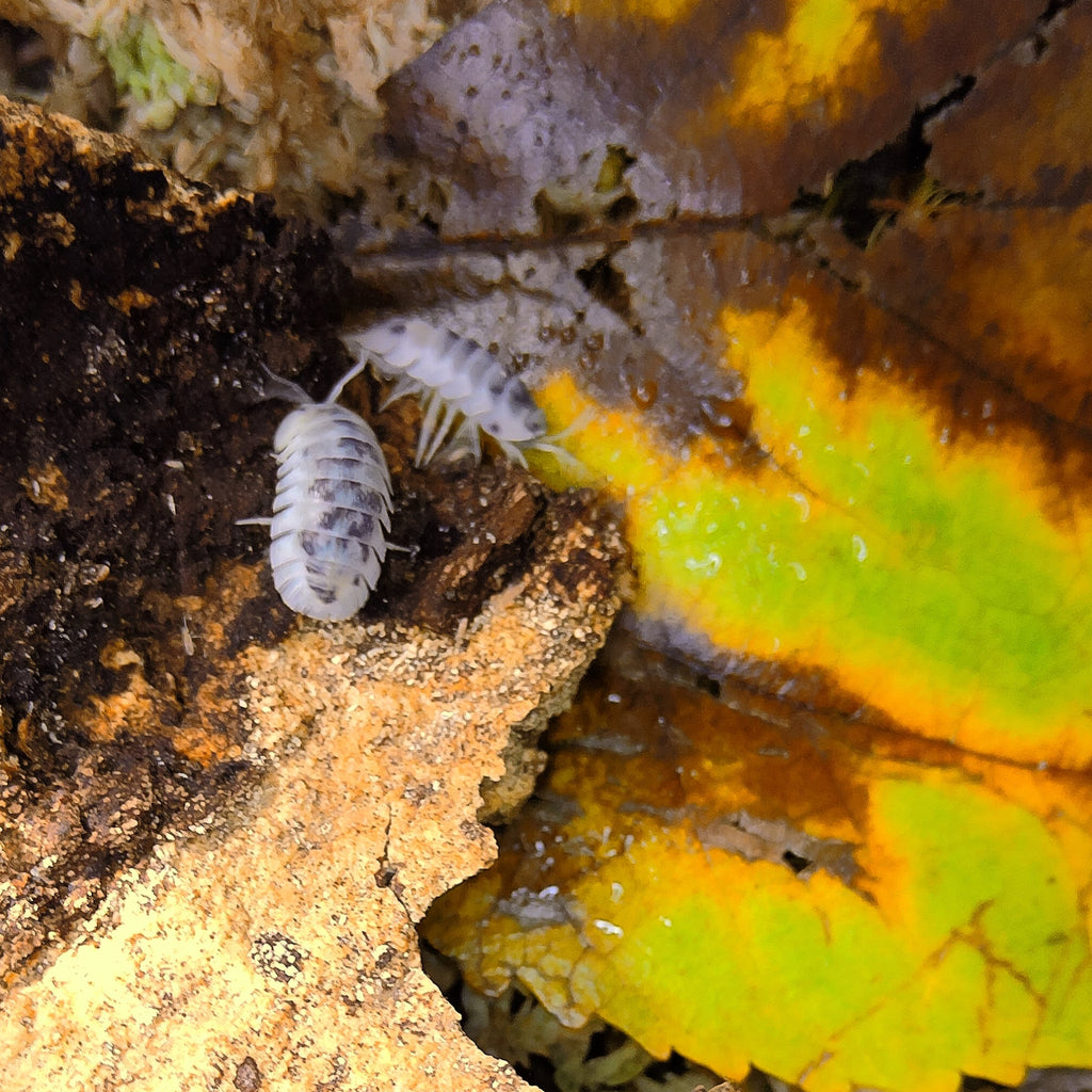 Three small koi mottled black and white nesodillo arcangelii shiro utsuri isopods (woodlice) on a piece of decaying wood surrounded by moss, leaves, and forest debris.